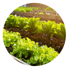 Farm Fresh Produce